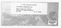 Fabraea sanguisorbae image